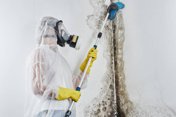 Best Residential Mold Removal  in Stevenson Ranch, CA