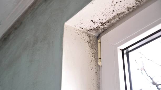 Best Mold Remediation  in Stevenson Ranch, CA