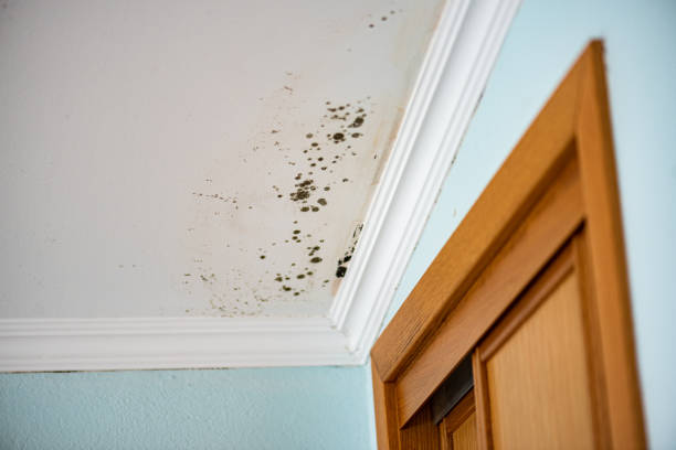 Best Crawl Space Mold Removal  in Stevenson Ranch, CA