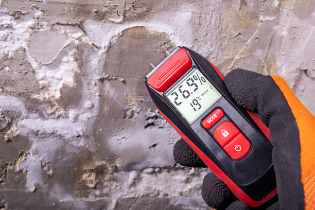 Best Same-Day Mold Removal  in Stevenson Ranch, CA