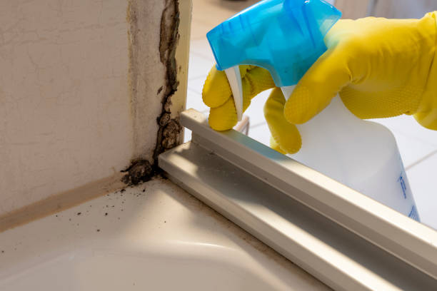 Best Mold Damage Repair  in Stevenson Ranch, CA