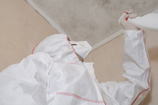 Best Affordable Mold Removal  in Stevenson Ranch, CA