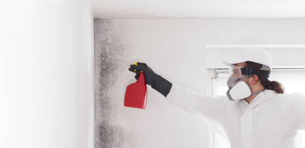 Best Mold Removal Process  in Stevenson Ranch, CA