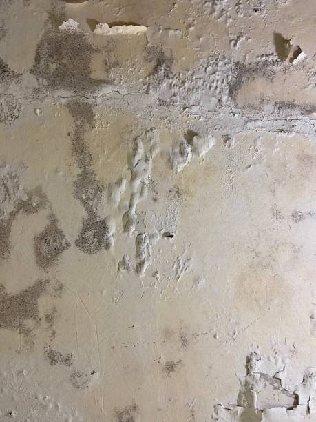Best Mold Remediation Services  in Stevenson Ranch, CA