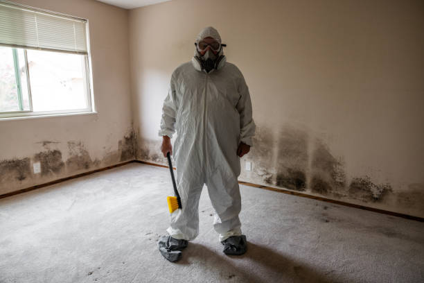 Best Commercial Mold Removal  in Stevenson Ranch, CA