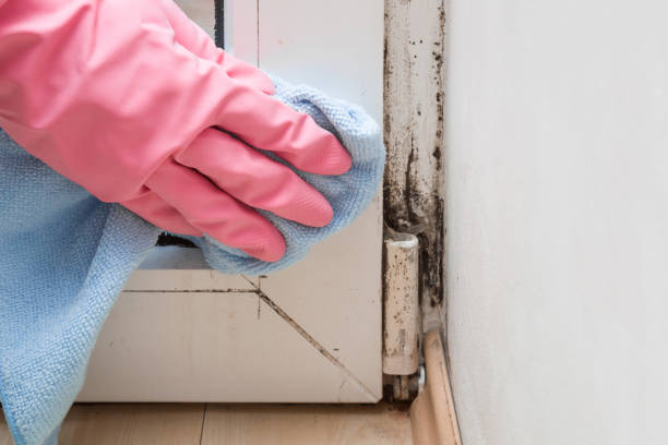 Mold Removal Process in Stevenson Ranch, CA