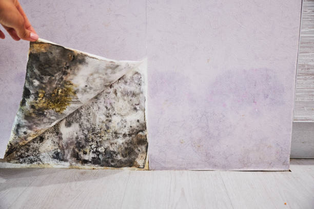Trusted Stevenson Ranch, CA Mold Removal Experts